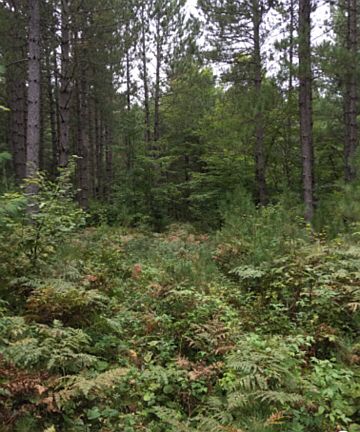 10-15 acres pine plantation