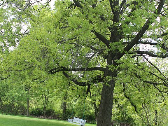 Beautiful oak for shade