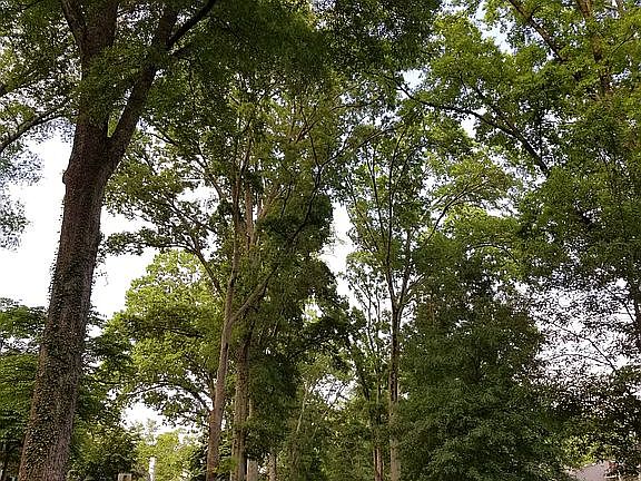 Beverly Drive - Street Trees