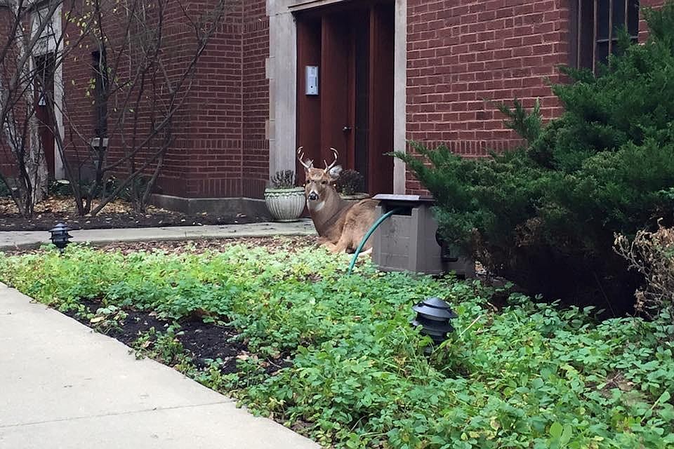 Front Courtyard - yes, that is a live buck deer