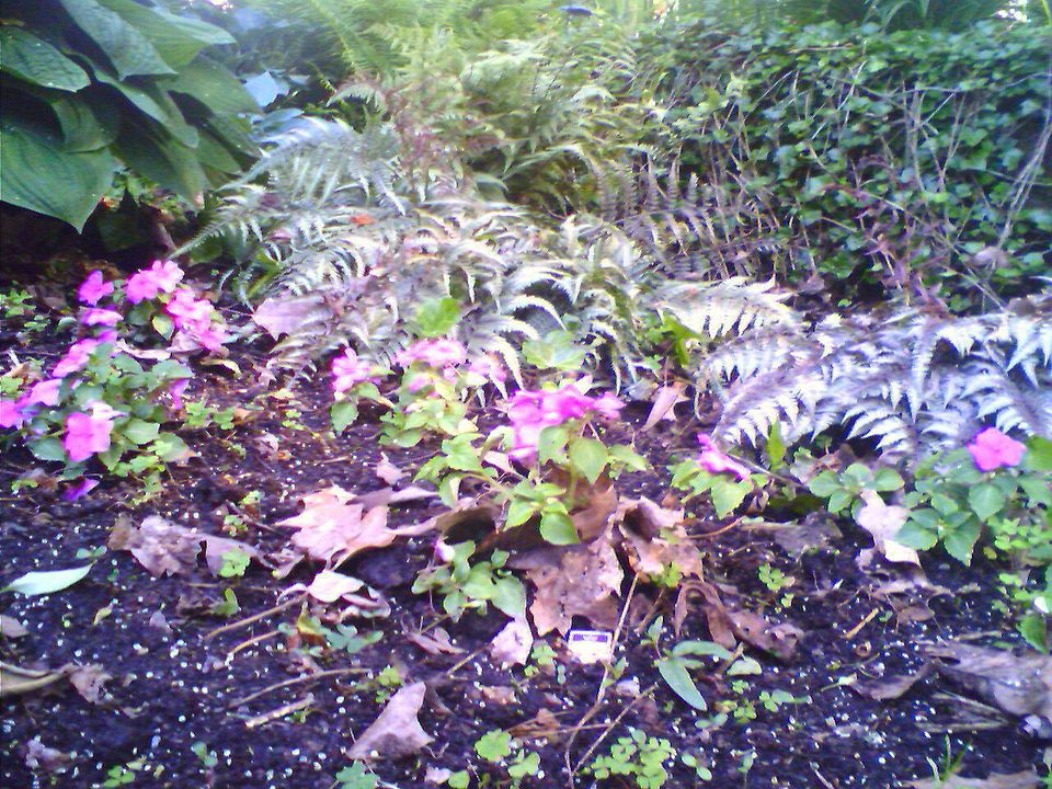 View of the garden from the rear