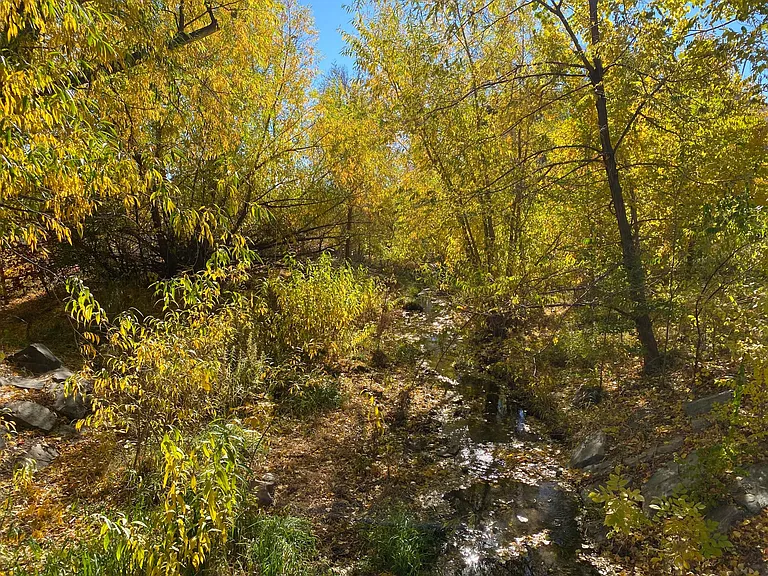 Creek behind property.