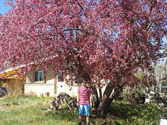 Large Blooming Crabapple
