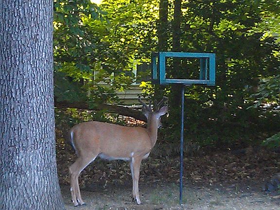 Backyard View