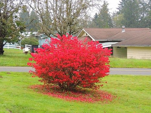 5th image of 9818 160th St SE