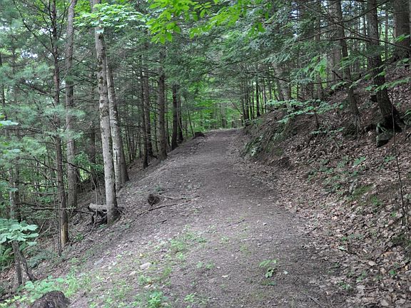 Forest Trail