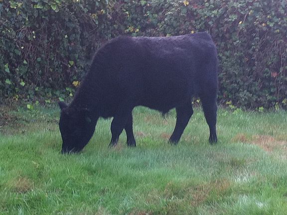 Sometimes critters visit