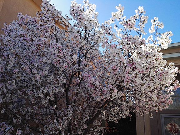 Cherry Blossom in the front 