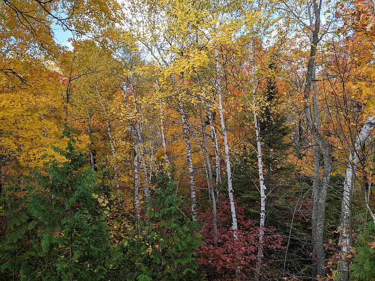 Autumn view overlooking the woods from the outdoor porch of my condo.