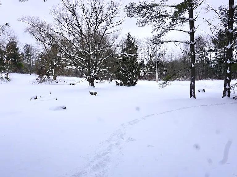 Part of front yard.