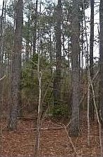 4th image of 11075 Jones Camp Spur