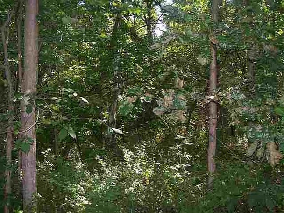 4th image of 9A Pine Ct #33