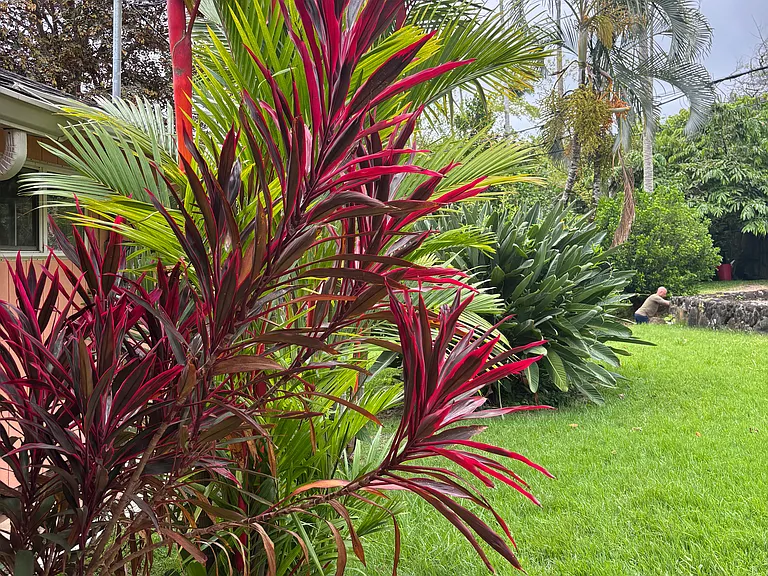 Colorful Hawaiian Ti plants adorn lawns.