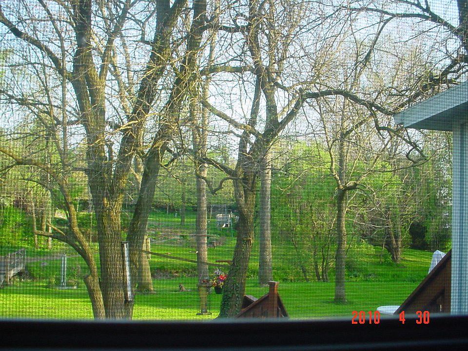 Springtime from the patio.