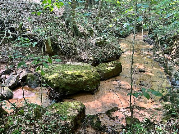 Springfed Branch Near West Property Boundary