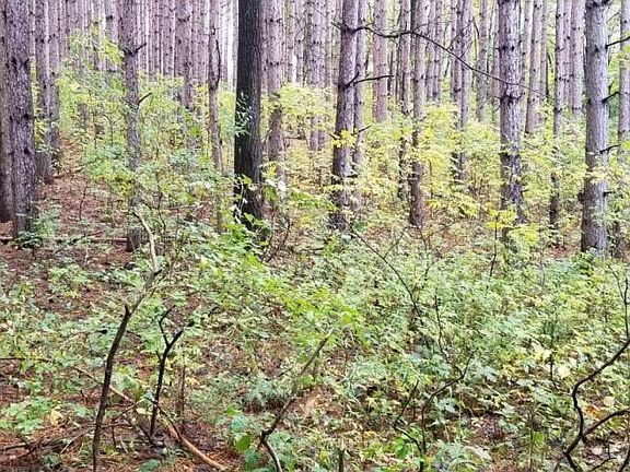 5th image of LOT 3 Paulsen Lake Ln