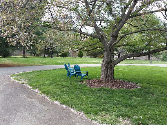 Under the Cherry Tree