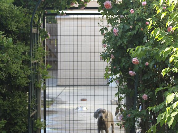Dog run/outdoor storage