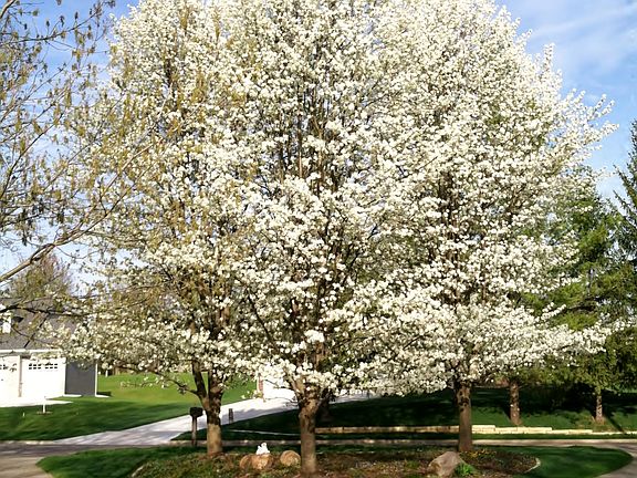 Flowering trees in front