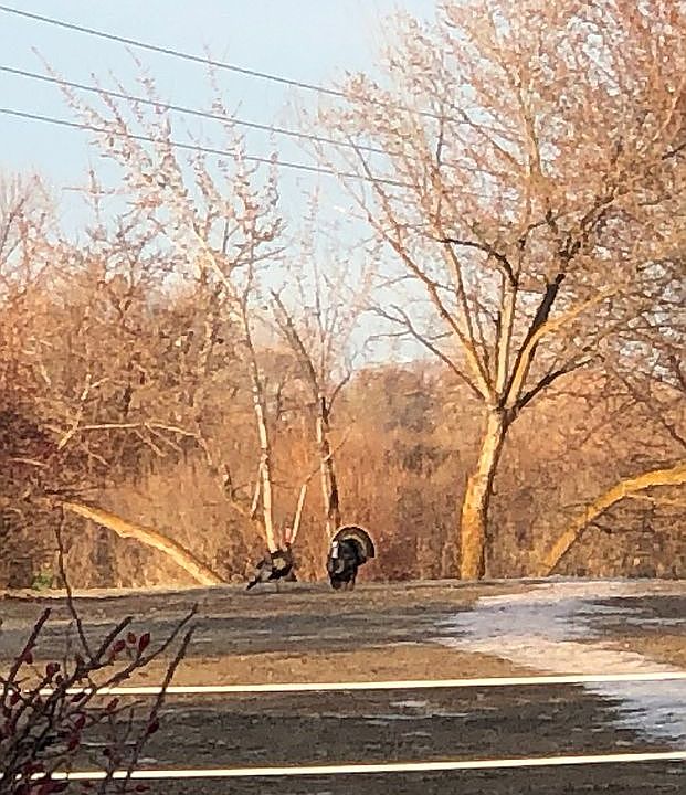 Two tom turkeys.