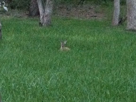 Back Yard fawn