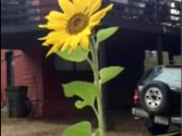 4535 S Feldspar Rd Floor 1, Prescott, AZ 86303