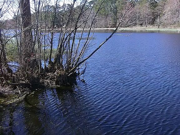Calabash River from Yard