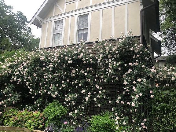 Covered rose walkway