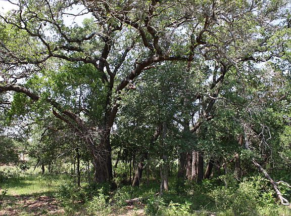 2nd image of 0 Aquifer Oaks Trl