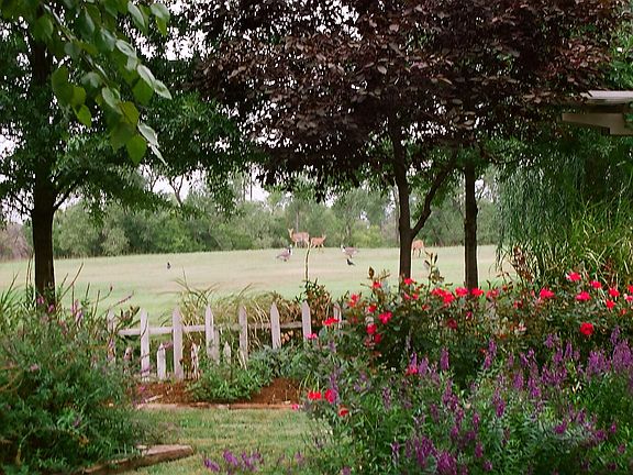 View of Deer on Green Belt