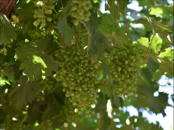 18301 Avenue 264, Exeter, CA 93221