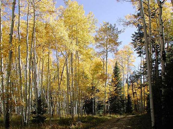 3rd image of LOT 50 Woods Rd