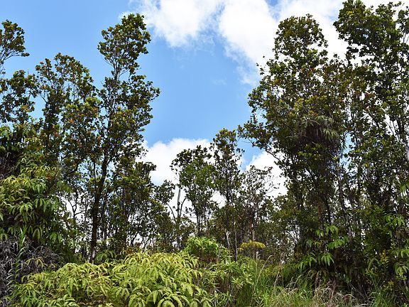 3rd image of Omeka Road Fern Forest Ests