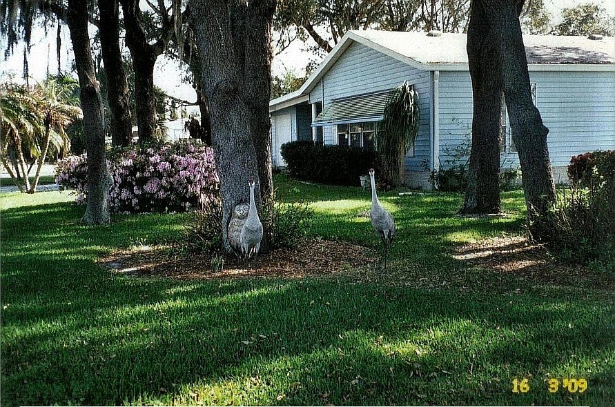 wild cranes visiting