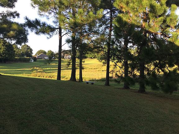 Beautiful Pine Trees