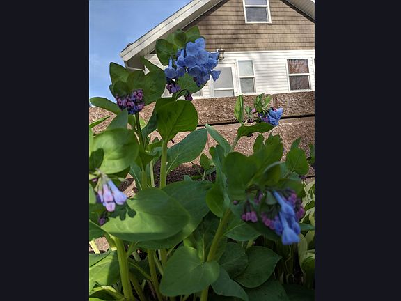 Front spring flowers