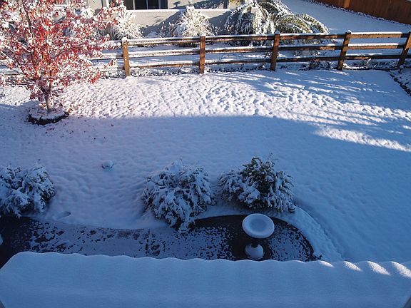 Backyard from Master BR