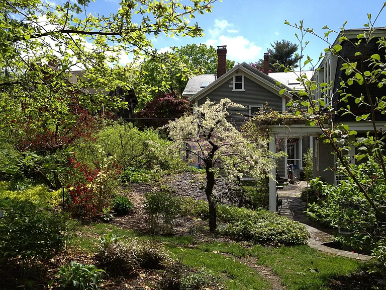 Plum and quince trees in spring