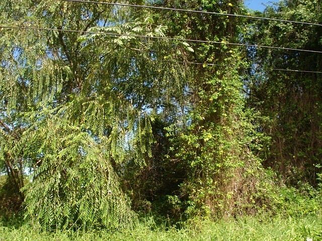 1st image of Hapuu Dr Lot 11