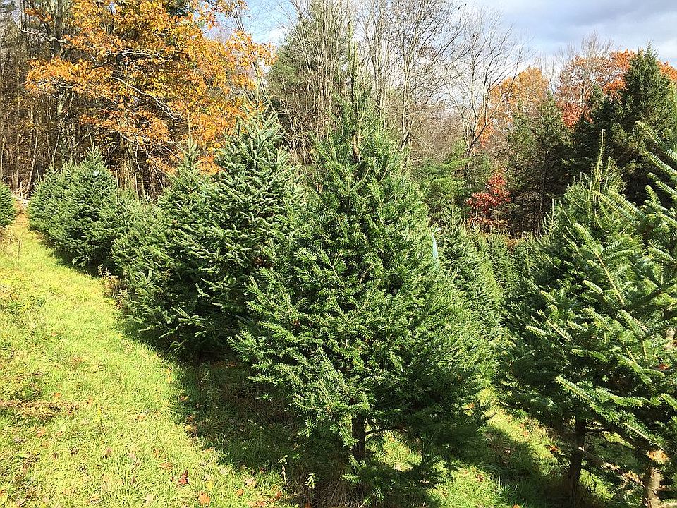 Fir Christmas trees