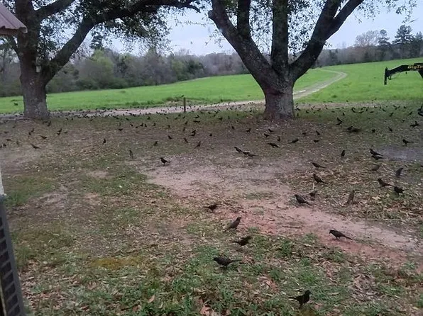 462 Fm 3276, Nacogdoches, TX 75961