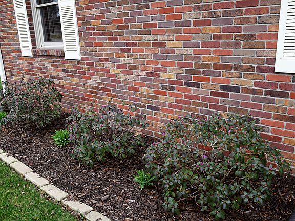Bushes almost in bloom