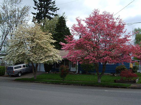 Beautiful spring flower trees
