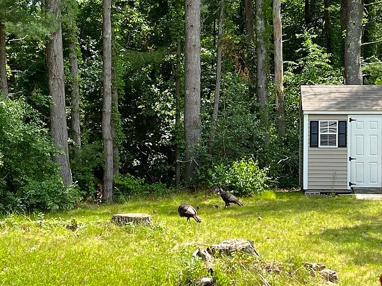 Back yard