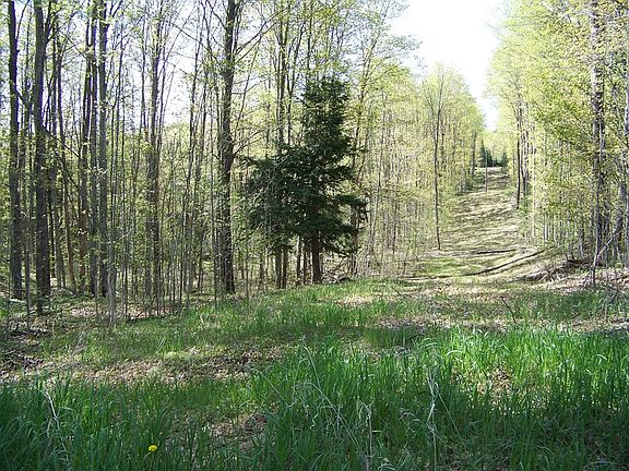 Looking south from Beltz Road. : The road veers right; the property line continues straight S along 