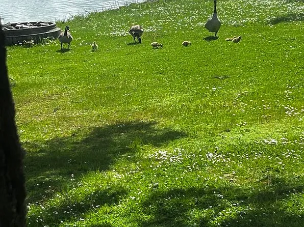 29652 Jeans Rd #44, Veneta, OR 97487