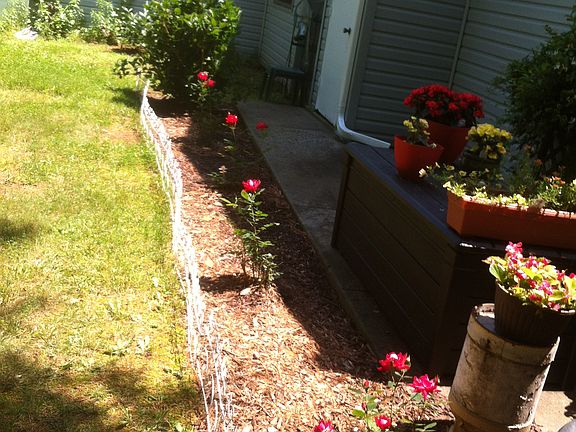 Mature easy care rose beds