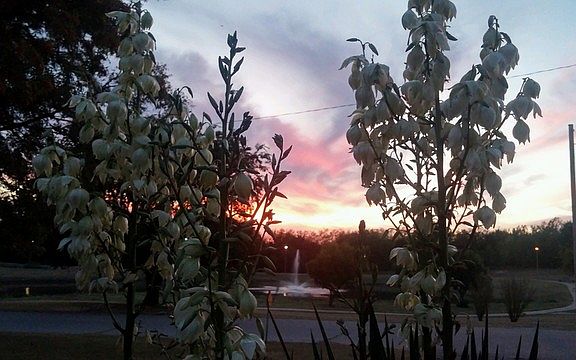 View of Pond At Sunset