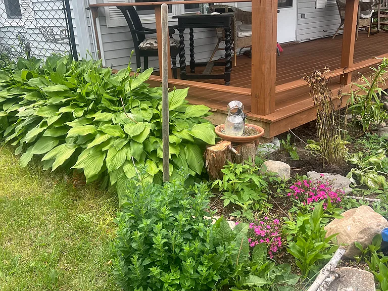 Hummingbird garden