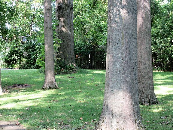 Backyard View